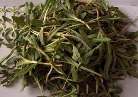 苦苦菜是什么菜？苦苦菜是苦苣嗎