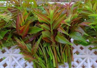 香椿芽可以冷凍嗎？香椿芽怎么冷凍？