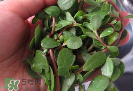 馬莧菜怎么吃？馬莧菜怎么做好吃