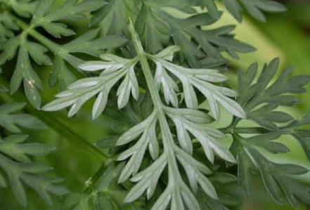 白蒿是茵陳嗎？白蒿與茵陳有什么區(qū)別