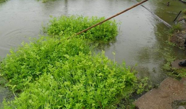 水芹菜是什么菜？水芹菜是野芹菜嗎