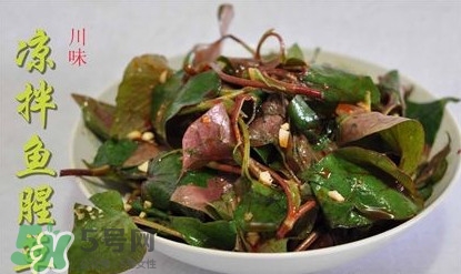 吃魚(yú)腥草可以喝酒嗎？吃魚(yú)腥草能喝酒嗎