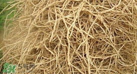 魚腥草根怎么吃？魚腥草根怎么做好吃