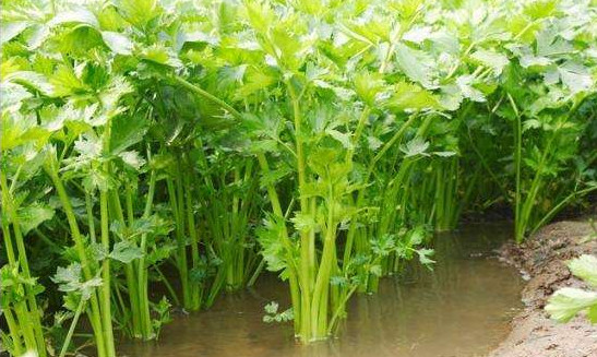 水芹菜有毒嗎？水芹菜有沒有毒