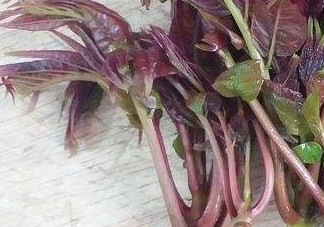 香椿芽怎么吃？新鮮香椿芽怎么吃