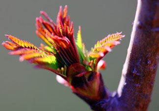 小狗能吃香椿嗎？狗狗可以吃香椿炒雞蛋嗎？