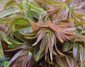 香椿和黃瓜能一起吃嗎？香椿能和黃瓜一起吃嗎？