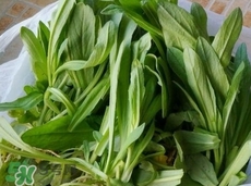 面條菜需要焯水嗎?面條菜為什么要焯水? 面條菜需要焯水嗎?面條菜為什么要焯水?