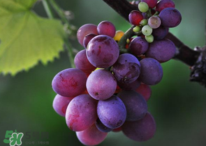 四月份有葡萄嗎？4月份的葡萄能吃嗎？