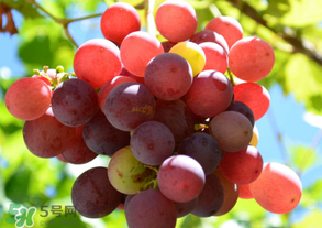 四月份有葡萄嗎？4月份的葡萄能吃嗎？
