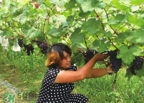 四月份有葡萄嗎？4月份的葡萄能吃嗎？