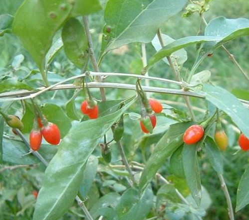 枸杞頭是什么樣子？枸杞頭是什么菜