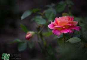 谷雨是什么季節(jié)？谷雨是春天還是夏天？