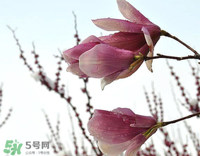 谷雨是什么季節(jié)？谷雨是春天還是夏天？