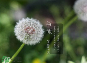 谷雨種什么菜？谷雨前后種什么蔬菜？