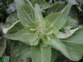 谷雨種什么菜？谷雨前后種什么蔬菜？