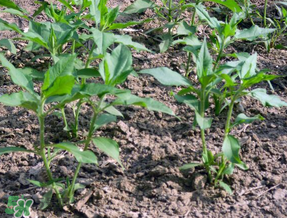 谷雨種什么菜？谷雨前后種什么蔬菜？