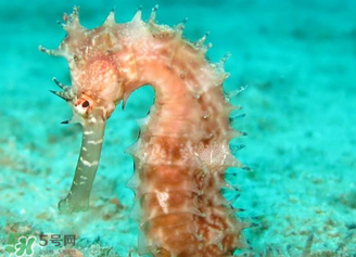 孕婦可以吃海馬煲湯嗎？海馬湯孕婦可以喝嗎？