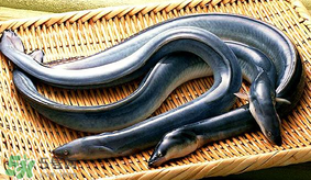 孕婦可以吃白鱔嗎？孕婦能吃白鱔嗎？