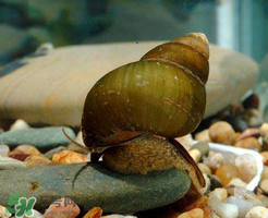 幾月的田螺好吃？田螺幾月吃最好吃？