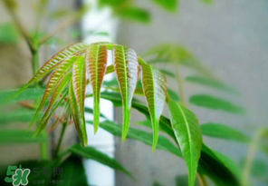 香椿紅的好還是綠的好？香椿紅色好還是綠色好？