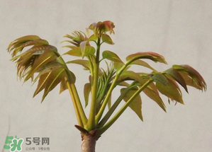 香椿紅的好還是綠的好？香椿紅色好還是綠色好？