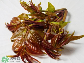 香椿有幾種？香椿哪種好？