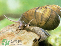 田螺可以凈化水質(zhì)嗎？田螺能凈化水質(zhì)嗎？