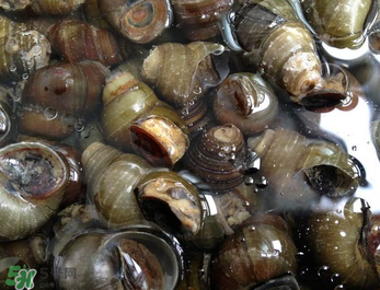 田螺可以凈化水質(zhì)嗎？田螺能凈化水質(zhì)嗎？