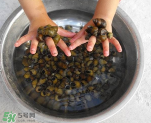 田螺可以冷凍嗎？田螺能冷凍嗎？