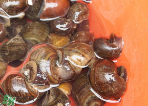 田螺可以冷凍嗎？田螺能冷凍嗎？