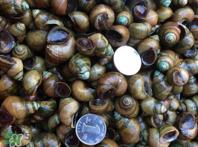 田螺死了能吃嗎？田螺剛死能吃嗎？