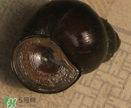 田螺死了能吃嗎？田螺剛死能吃嗎？