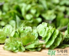 榆錢什么人不能吃?榆錢哪些人不能吃? 榆錢什么人不能吃?榆錢哪些人不能吃?