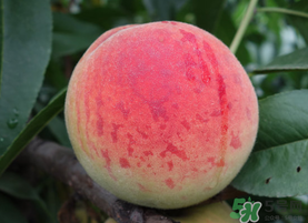 五月份有桃子嗎？5月份有桃子嗎？