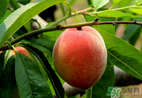 五月份有桃子嗎？5月份有桃子嗎？