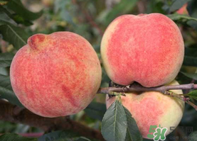 五月份有桃子嗎？5月份有桃子嗎？