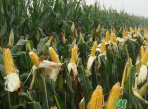 四月份的玉米能吃嗎？四月份有玉米嗎？