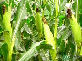 四月份的玉米能吃嗎？四月份有玉米嗎？