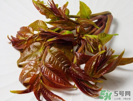 痛風能吃香椿嗎？痛風能吃香椿煎蛋嗎？