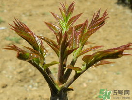 痛風能吃香椿嗎？痛風能吃香椿煎蛋嗎？