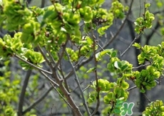 榆錢(qián)需要焯水嗎?榆錢(qián)為什么要焯水? 榆錢(qián)需要焯水嗎?榆錢(qián)為什么要焯水?