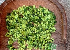 榆錢(qián)需要焯水嗎?榆錢(qián)為什么要焯水? 榆錢(qián)需要焯水嗎?榆錢(qián)為什么要焯水?