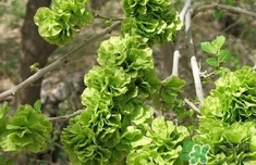 榆錢(qián)怎么蒸好吃?榆錢(qián)怎么蒸不粘?