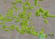 榆錢(qián)怎么蒸好吃?榆錢(qián)怎么蒸不粘?