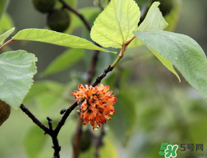 構(gòu)樹穗有什么作用？構(gòu)樹穗的作用