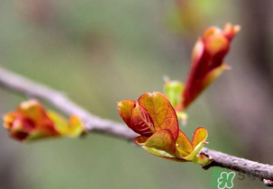 小狗能吃香椿嗎？狗狗可以吃香椿炒雞蛋嗎？