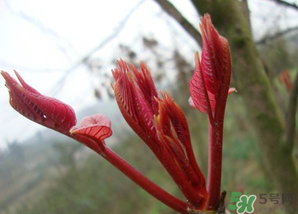 小狗能吃香椿嗎？狗狗可以吃香椿炒雞蛋嗎？