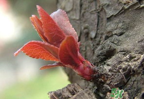 小狗能吃香椿嗎？狗狗可以吃香椿炒雞蛋嗎？