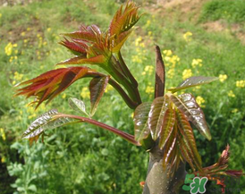 高血壓能吃香椿嗎？高血壓病不能吃香椿嗎？